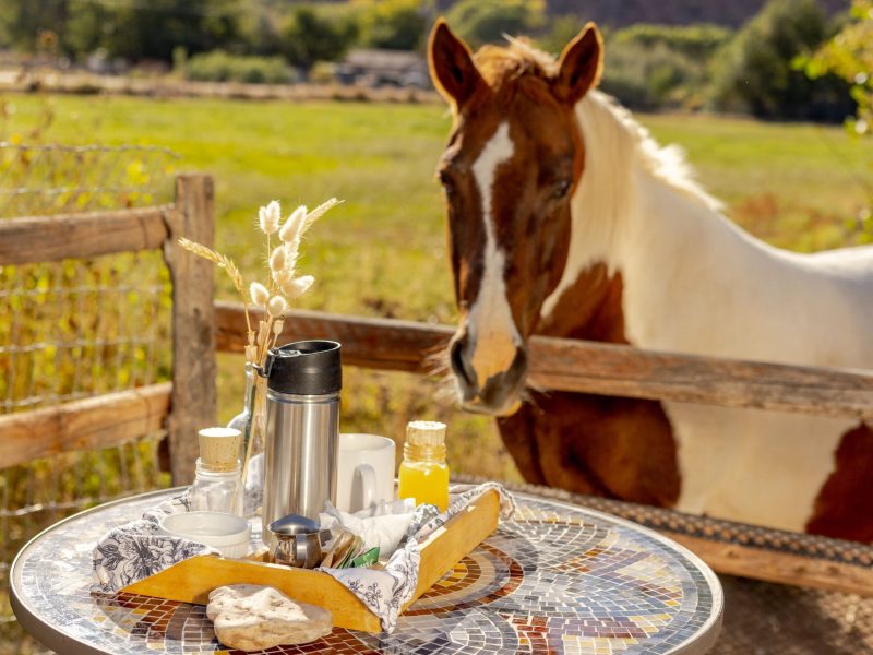 Bucko & Breakfast (1)
